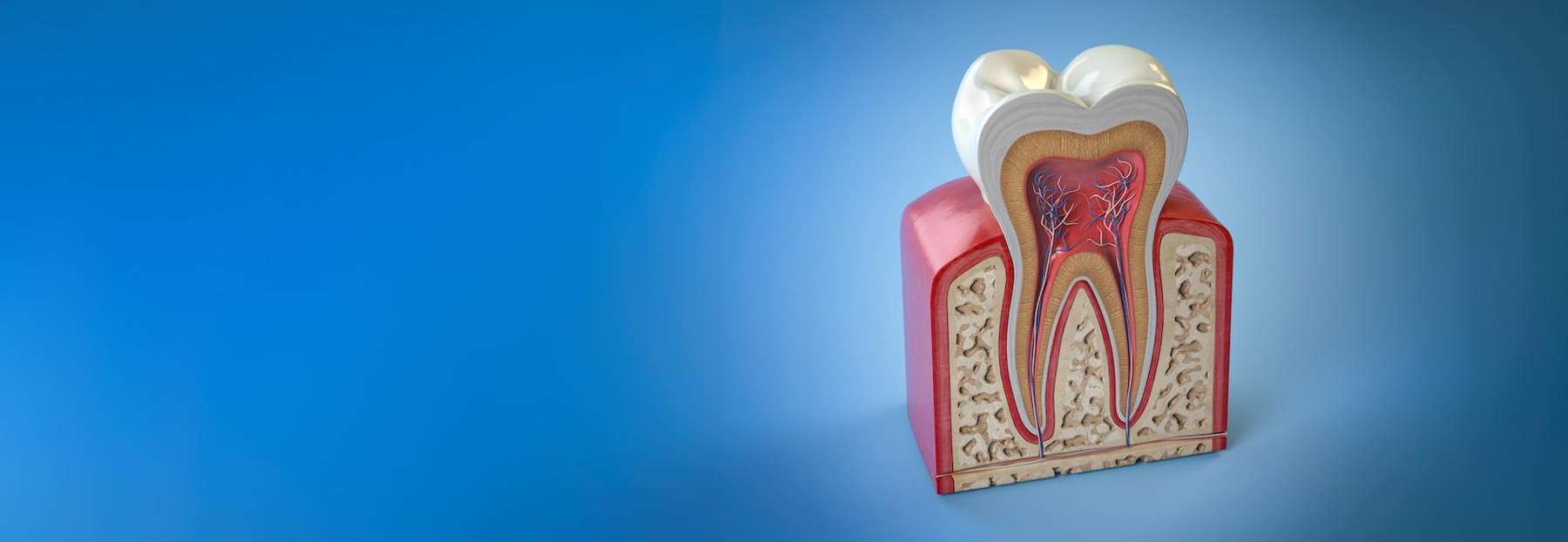root system of tooth